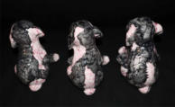 Hannes D'Haese, Belgien - "the dog family", 3 figurer i keramik, 19 cm hje